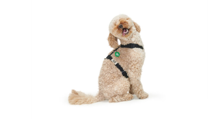 Pies rasy pudel siedzi w szelkach guard marki John Dog z kolekcji hej hau hello, w kolorze czarnym.