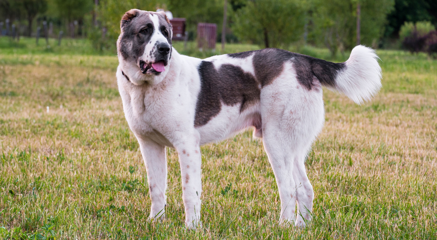 Zdjęcie psa rasy owczarek środkowoazjatycki stojącego na trawie