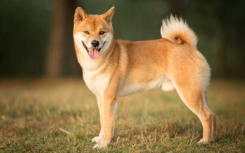 pies rasy shiba inu stoi na trawie