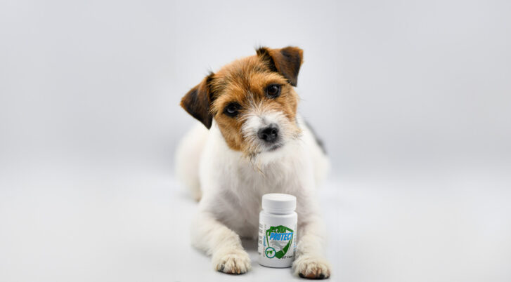 Game Dog Flora Protect 60 kapsułek, jack russell terrier trzyma w łapach opakowanie.