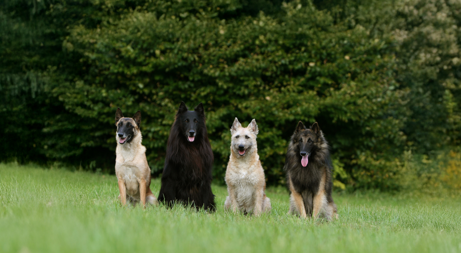 Cztery psy rasy owczarek beligjski siedzą obok siebie na trawie