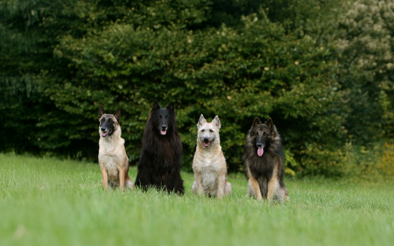 Cztery psy rasy owczarek belgijski stoją na trawie.