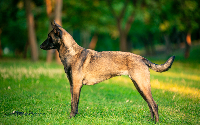 Pies rasy owczarek belgijski stoi na trawie.