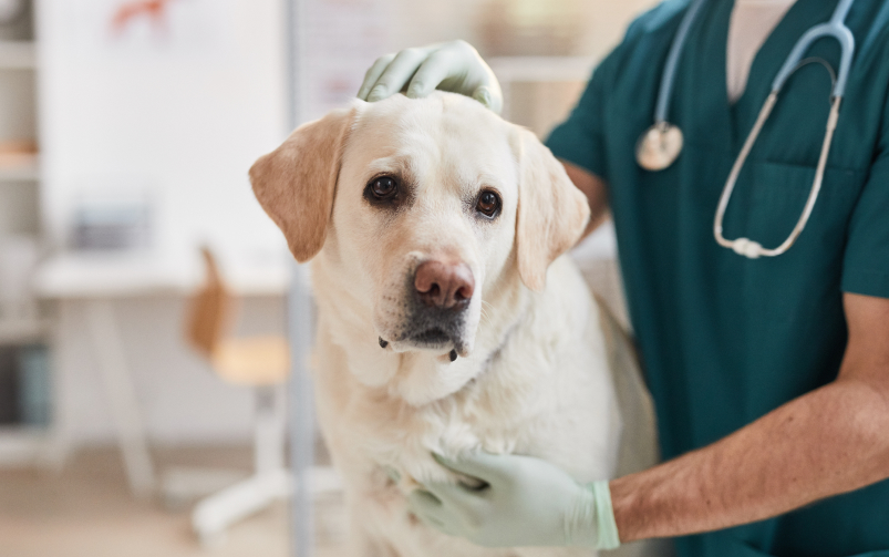 Pies rasy labrador podczas badania u weterynarza