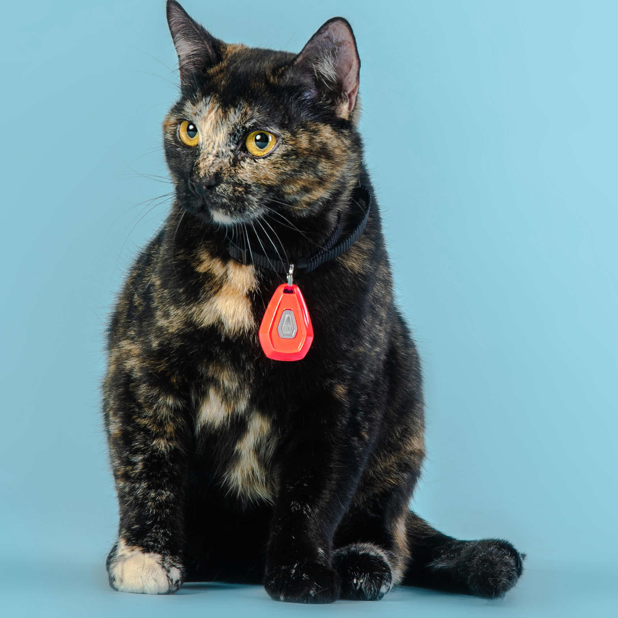 Pomarańczowy odstraszcz na pchły i kleszcze marki InMolles na kocie z czarną sierścią w beżowe łatki.