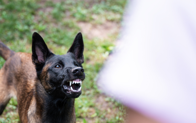 Owczarek belgijski Malinois pokazuje zęby w kierunku osoby, prawdopodobnie w ramach szkolenia obronnego.