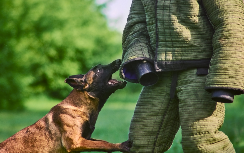 Pies rasy owczarek belgijski Malinois w trakcie treningu obronnego, gryzie rękaw instruktora ubranego w specjalny strój ochronny.