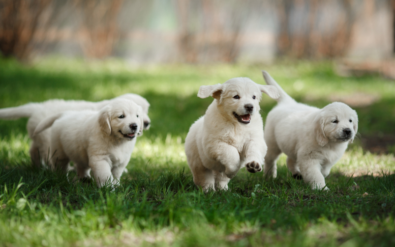 Cztery szczeniaki rasy golden retriever biegną po trawie