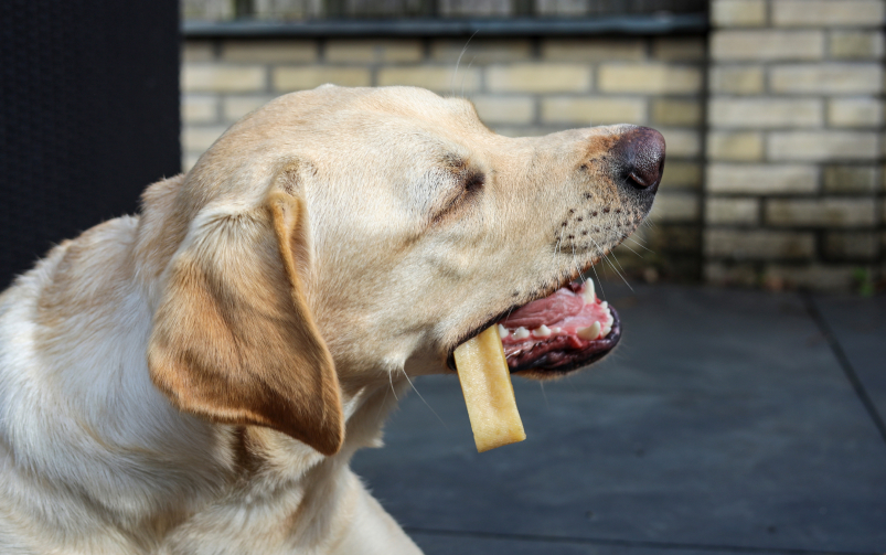 Biszkoptowy labrador gryzie ser himalajski