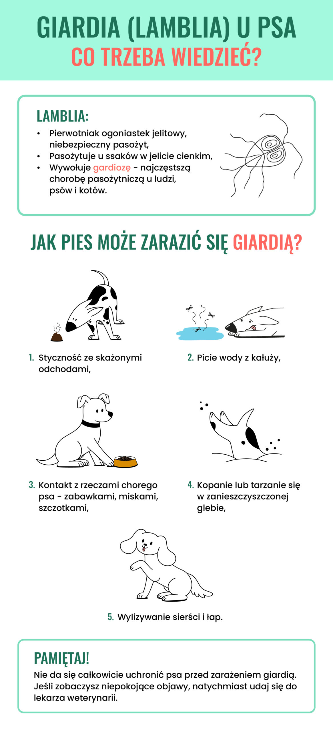 Grafika przedstawiająca najważniejsze informacje dotyczące Griardii