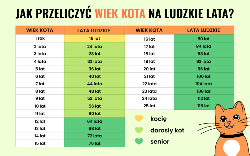 "Tabela przedstawiająca sposób przeliczania wieku kota na ludzkie lata.