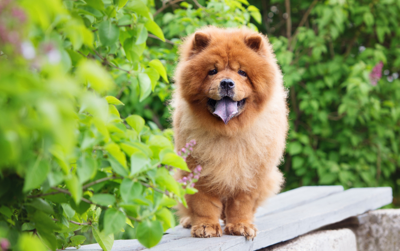 Pies rasy chow chow stoi na drewnianej ławce wśród drzew