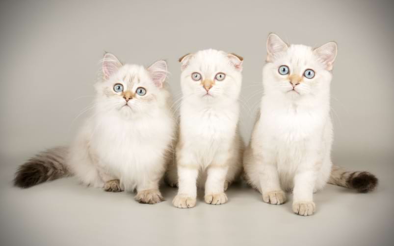 Trzy młode koty siedzą obok siebie, dwa z wyprostowanymi uszami i jeden z uszami zaokrąglonymi jak u Scottish Fold, wszystkie mają jasne futro i niebieskie oczy.