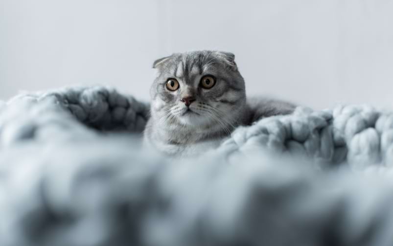 Kot rasy Scottish Fold o szarym futrze leży na puszystym, szarym kocu.