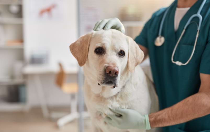 Pies rasy labrador retriever jest badany przez lekarza weterynarii.