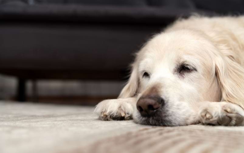 Pies rasy golden retriever leży na podłodze z głową pomiędzy łapami.