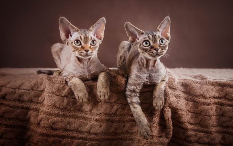Dwa młode koty rasy devon rex o krótkiej, falującej sierści, siedzące obok siebie na brązowym kocu i patrzące przed siebie.