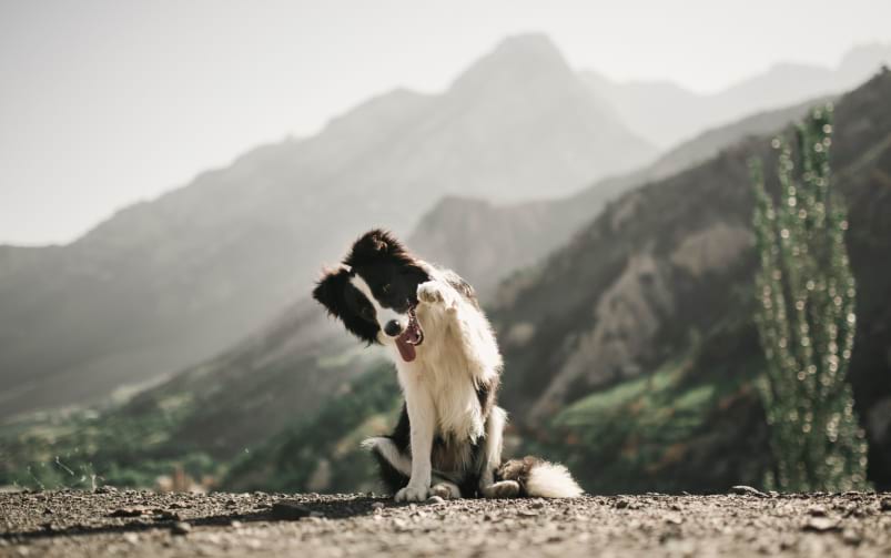 Czarno-biały pies rasy border collie siedzi na tle górskiego krajobrazu i unosi przednią łapę