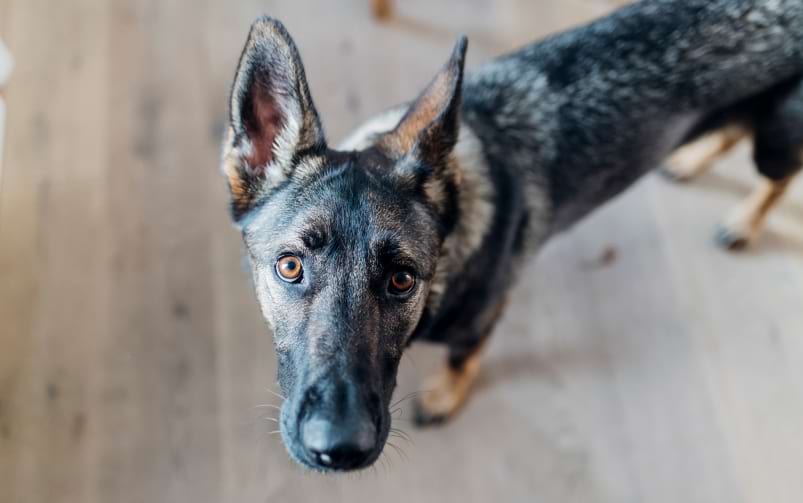 Pies o czarno-szarej sierści stoi na drewnianej podłodze i patrzy w górę w stronę aparatu.