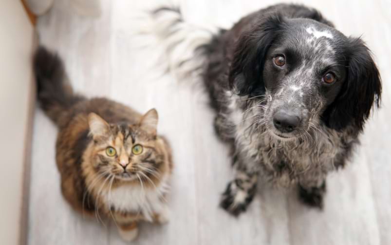 Kot i pies siedzą obok siebie na podłodze i patrzą w górę w stronę aparatu.