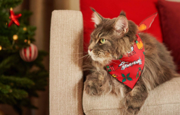 Kot w czerwonej świątecznej bandanie leży na oparciu fotela obok choinki z bombkami.