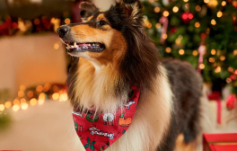 Pies w czerwonej świątecznej bandanie stoi przed choinką udekorowaną światełkami.