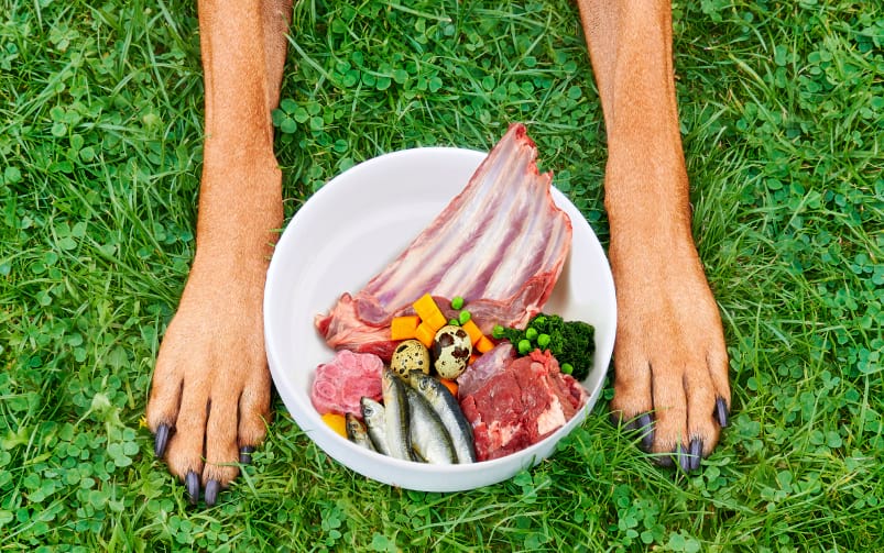 Biała miska z surowym mięsem, rybami, warzywami i przepiórczymi jajami stoi na trawie między przednimi łapami psa.
