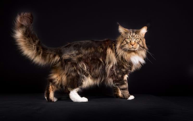 Długowłosy kot o brązowo-czarnym umaszczeniu stoi na czarnym tle, z wysoko uniesionym, puszystym ogonem.