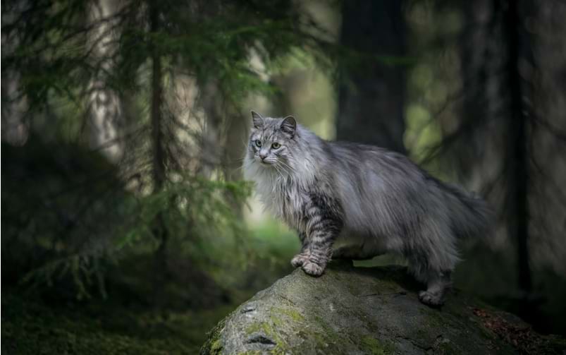 Srebrzystoszary długowłosy kot stoi na kamieniu w lesie, otoczony drzewami i mchem.