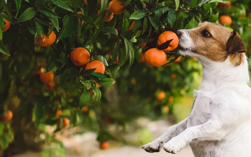 Pies stoi na tylnych łapach i wącha mandarynkę rosnącą na drzewie w ogrodzie.