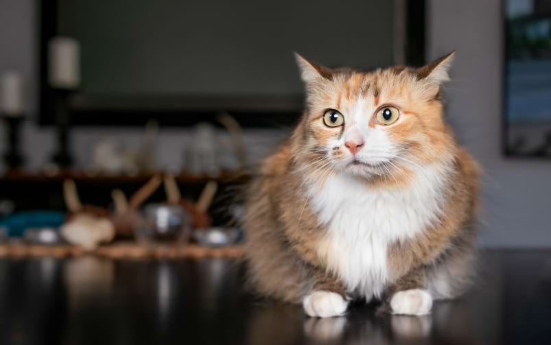 Długowłosy trójkolorowy kot siedzi na stole i patrzy prosto przed siebie, w tle widać wnętrze pokoju.