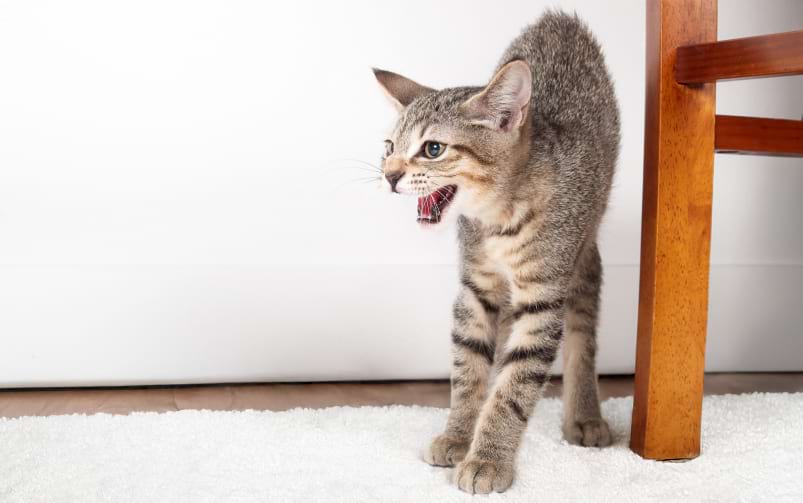 Pręgowany kot idzie po jasnym dywanie z otwartym pyskiem, obok widoczna jest noga drewnianego krzesła.