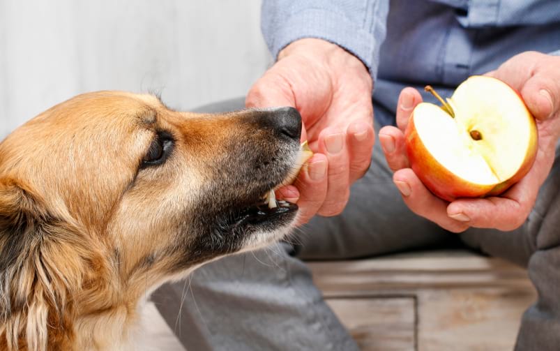 Pies je kawałek jabłka podawany z ręki człowieka, obok widoczna jest połówka jabłka.