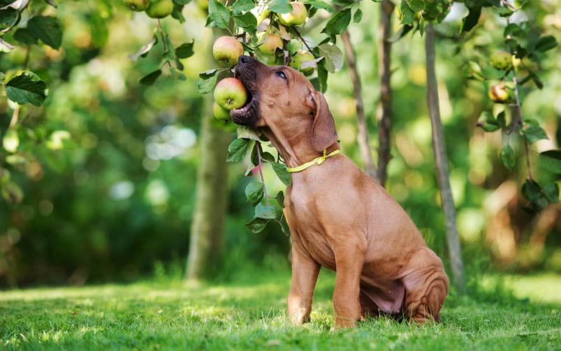 Brązowy pies siedzi na trawie pod drzewem owocowym i trzyma w pysku jabłko.
