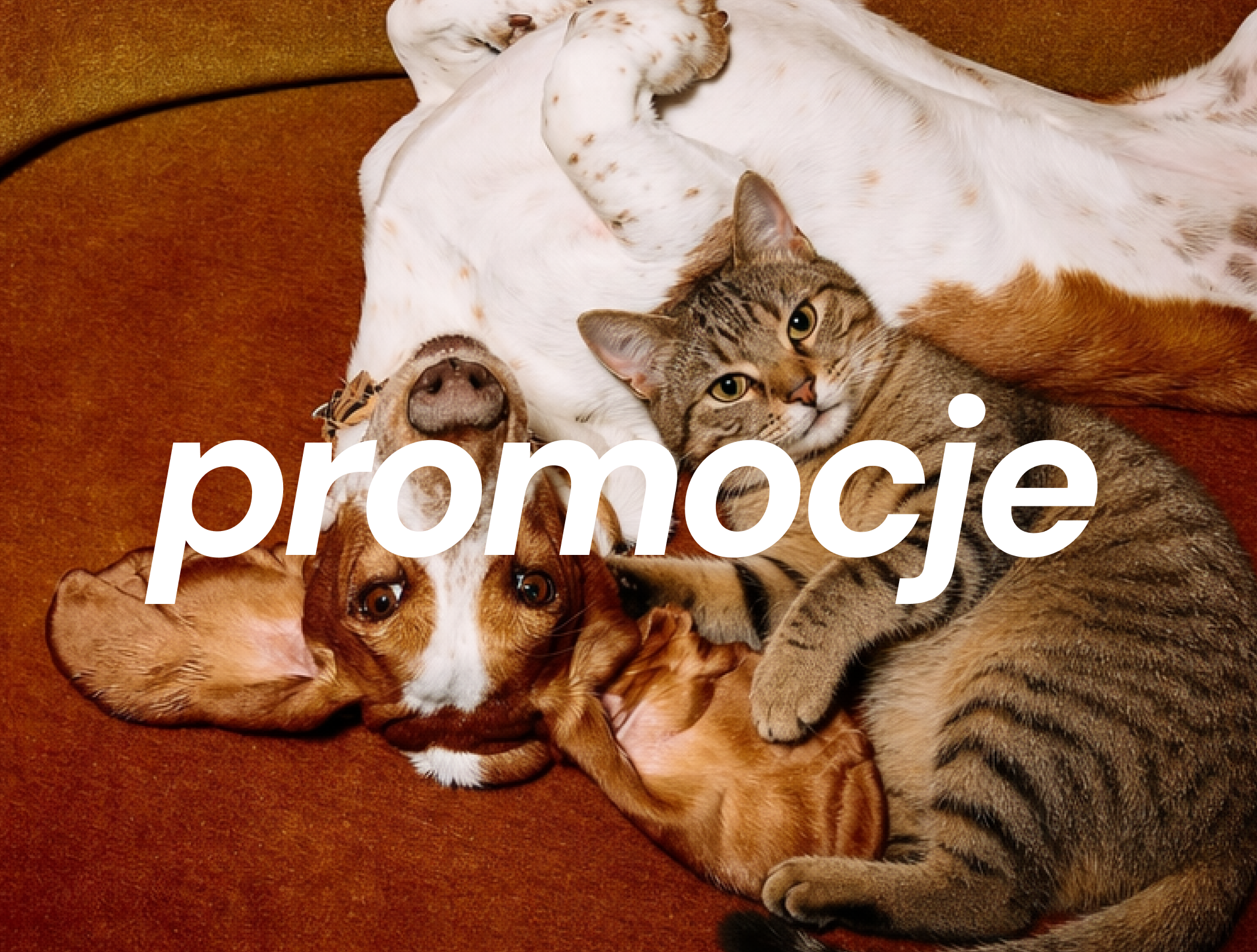 Pies leży na plecach na brązowej kanapie, obok przytula się kot; na środku widnieje duży napis „promocje”