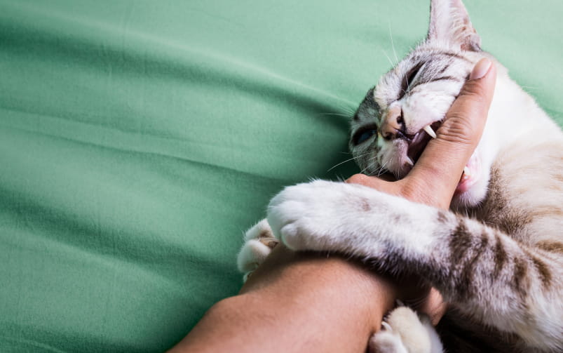 Szary pręgowany kot gryzie palec człowiek.