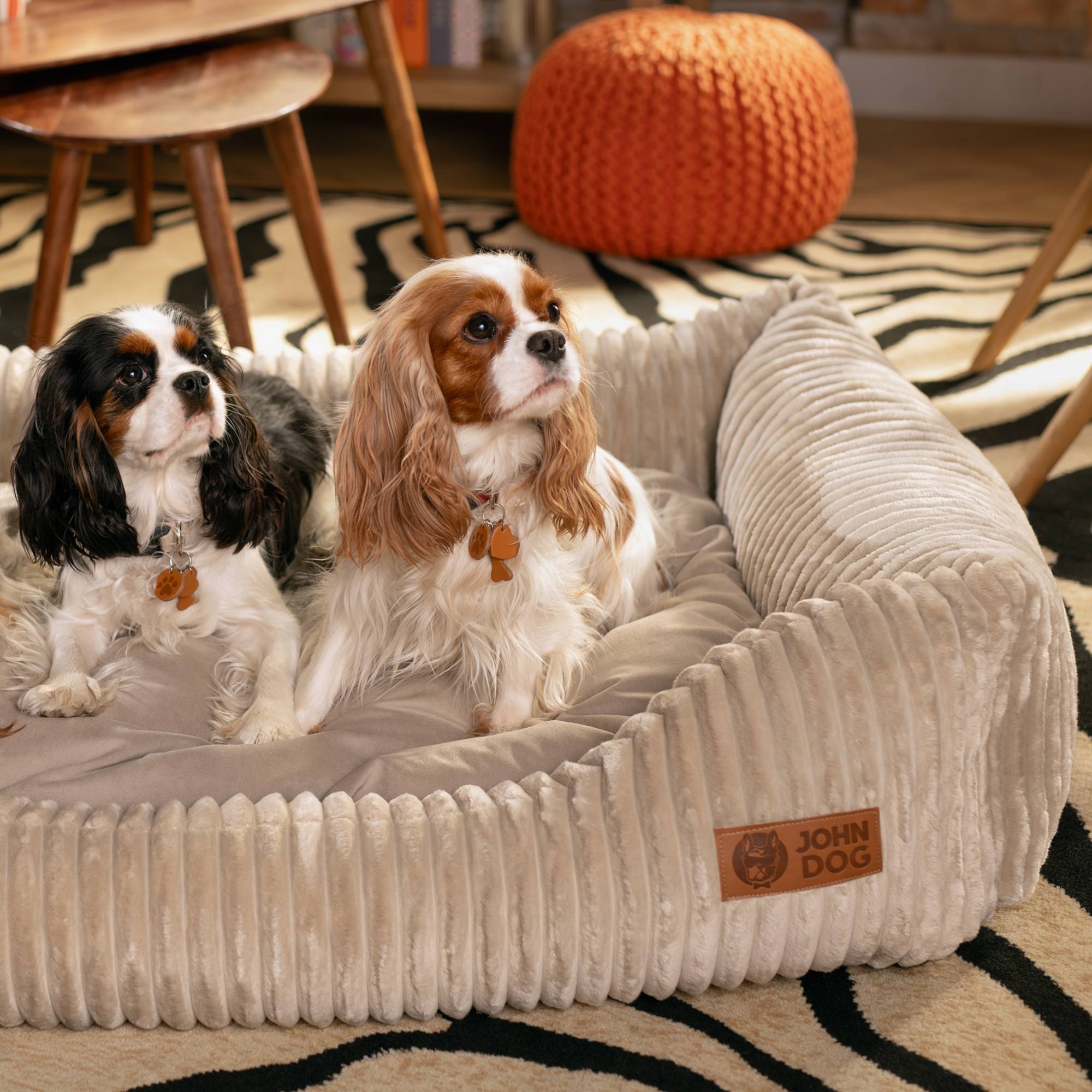 Dwa psy rasy cavalier siedzą obok siebie na beżowym, sztruksowym legowisku John Dog w rozmiarze XXL i patrzą w prawo. Legowisko leży na dywanie we wzór zebry.