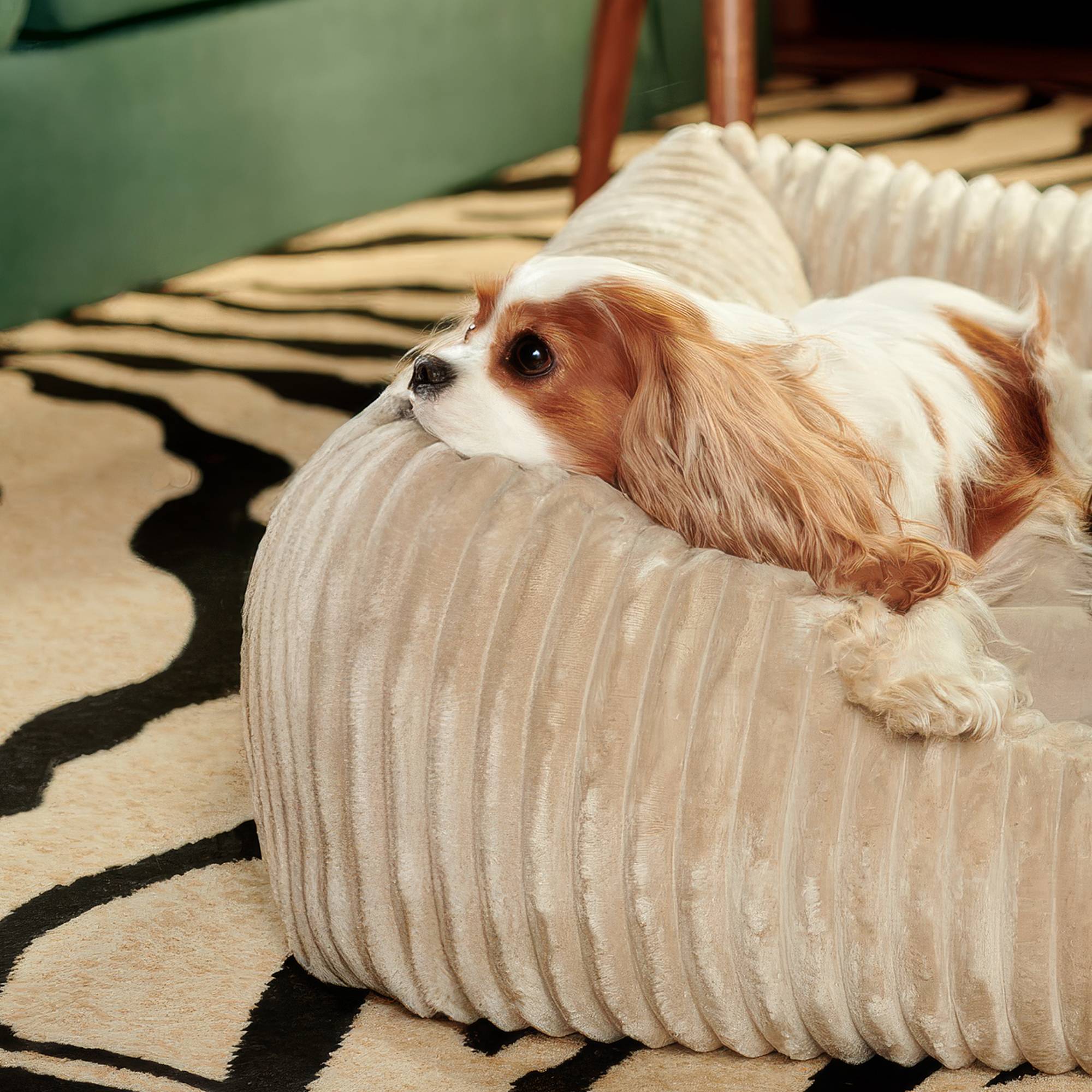 Pies rasy cavalier leży na beżowym, sztruksowym legowisku John Dog w rozmiarze XXL i patrzy przed siebie. Legowisko leży na dywanie we wzór zebry.