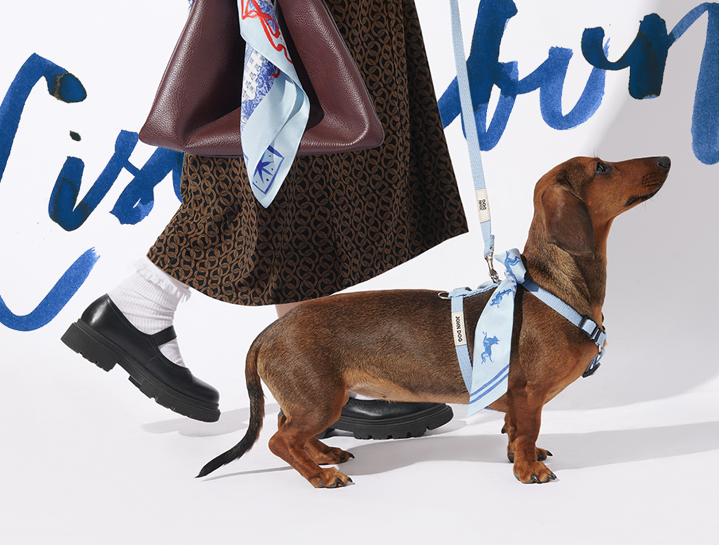 Pies rasy jamnik w kolorze brązowym stoi ustawiony bokiem, ubrany w szelki typu guard w kolorze błękitnym z kolekcji Lizbona John Dog. Do szelek przywiązana jest apaszka z tej samej kolekcji oraz przypięta smycz w kolorze błękitnym. Za jamnikiem widoczne są nogi opiekunki, która trzyma bordową torebkę z przywiązaną apaszką z kolekcji Lizbona John Dog.