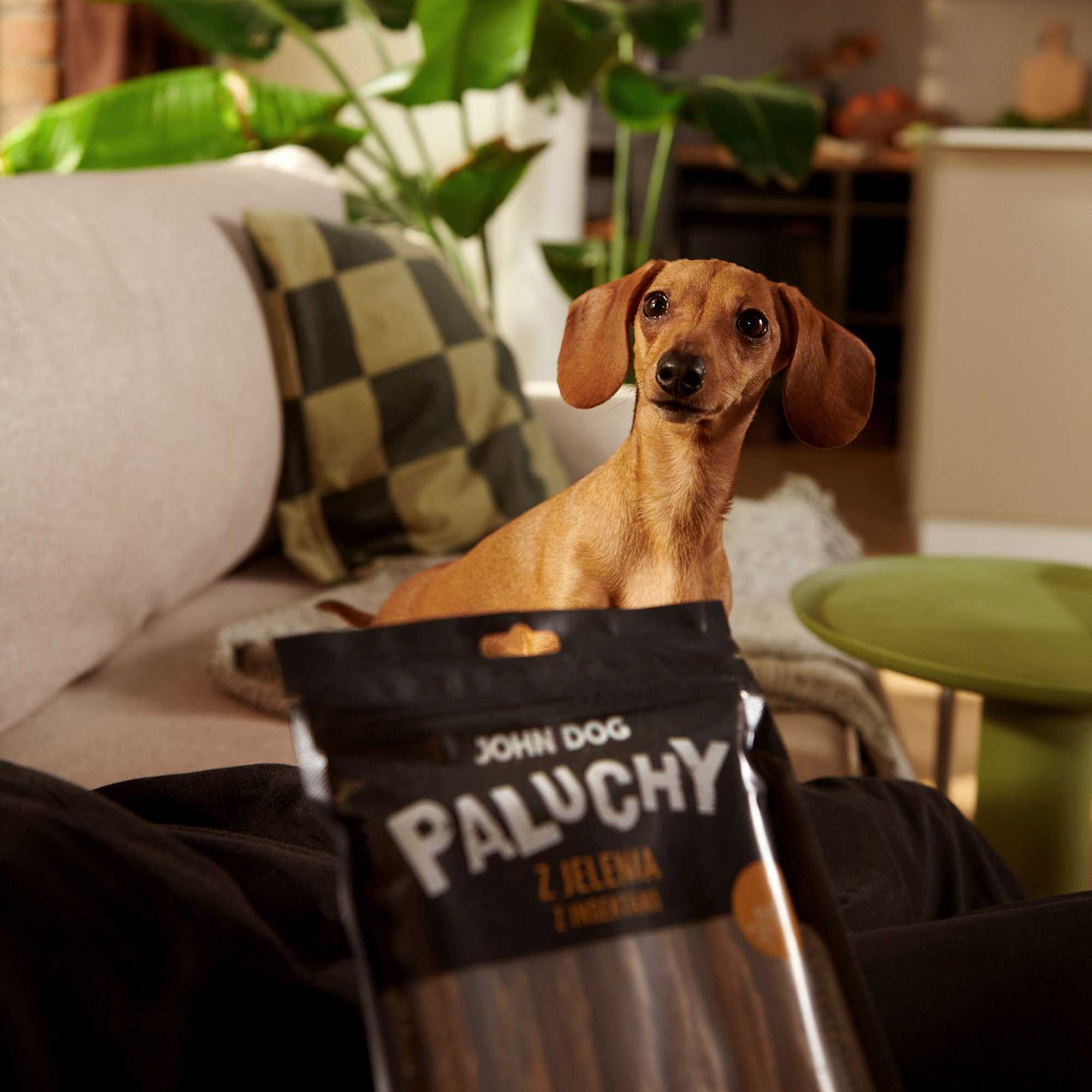 Brązowy jamnik miniaturowy krótkowłosy siedzący na kanapie w kolorze beżowym patrzy przed siebie. Na pierwszym planie widać fragment opakowania paluchów z jelenia z insektami John Dog w kolorze czarnym.