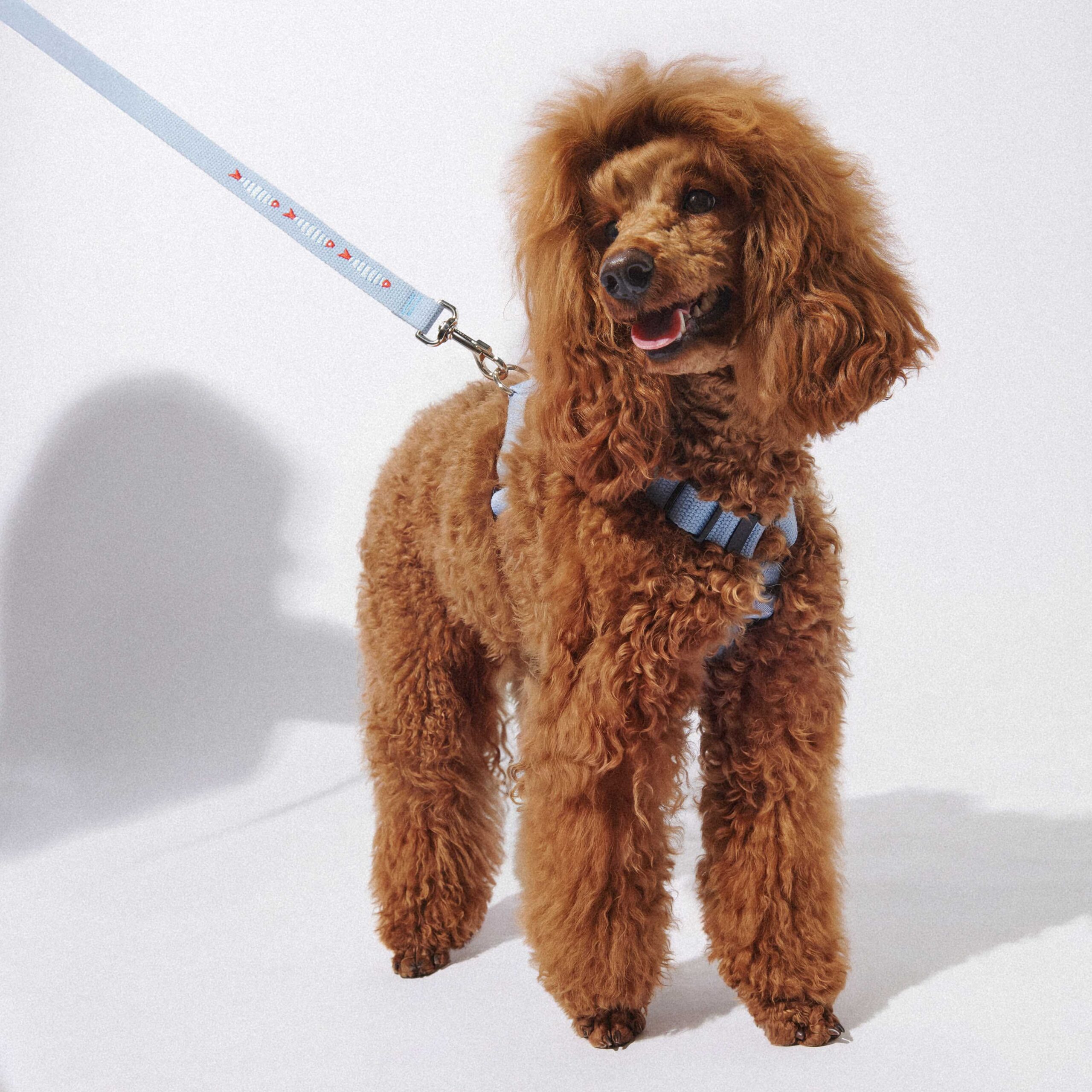 Pies rasy pudel średni w kolorze płowym stoi po środku i patrzy w lewą stronę mając otwarty pysk. Ma na sobie szelki John Dog z kolekcji Lizbona w kolorze błękitnym do których jest przypięta błękitna smycz John Dog z kolekcji Lizbona z haftem w trzy rybki.