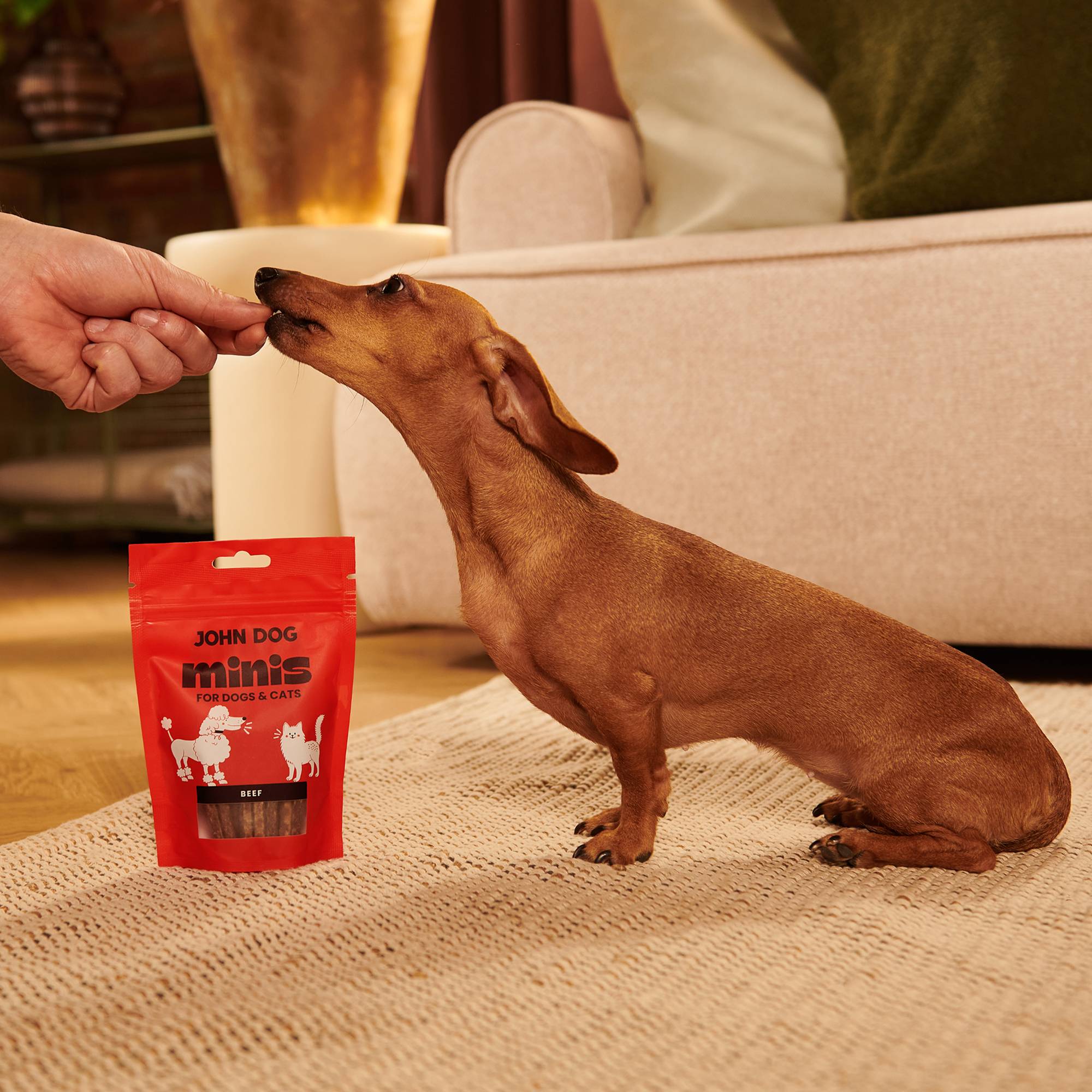 Brązowy jamnik miniaturowy krótkowłosy siedzi bokiem na dywanie i zjada przysmak z dłoni opiekuna po lewej. Na dywanie przed nim stoi opakowanie smaczków Minis John Dog o smaku wołowiny w kolorze czerwonym.