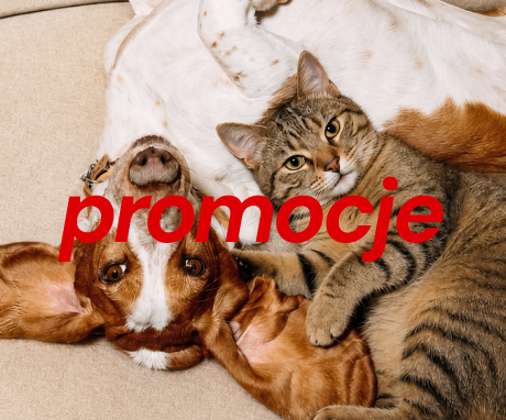 Pies leży na plecach na brązowej kanapie, obok przytula się kot; na środku widnieje duży czerwony napis „promocje”