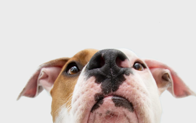 Pysk psa rasy amstaff na jasnym tle.