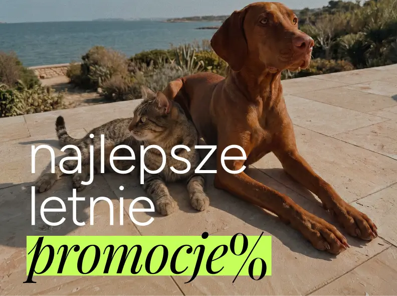 Grafika z napisem „Najlepsze letnie promocje”. Kot i pies odpoczywają obok siebie na tarasie z widokiem na morze.