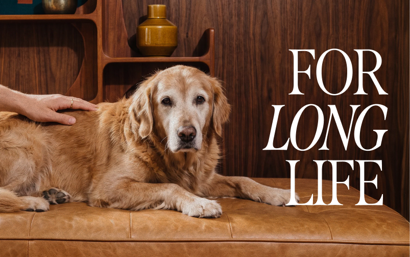 Golden retriever leży na sk&oacute;rzanej sofie, a osoba głaszcze go po grzbiecie. Po prawej stronie widoczny jest napis &bdquo;For Long Life&rdquo;.